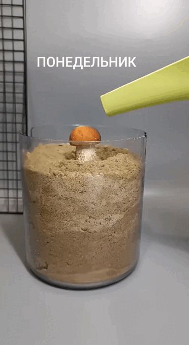 Рыжик: стремительный путь к популярности в мире грибов