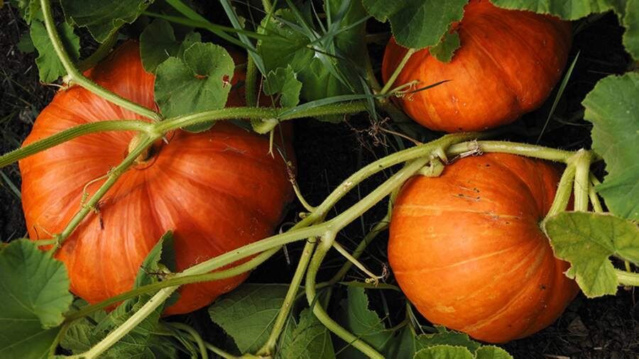 ����� ��� ������� �����: ������������ �������, ������� ����� �����������