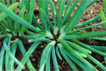 ������ ������� �������� ����: ��� ������� ������� ������ � �������� ��������