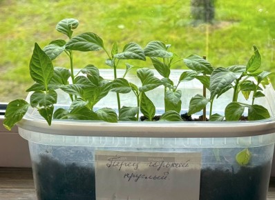 ����� ������������� �� ����������: ������� ������ ������������ ����-�������� � ������ ��������