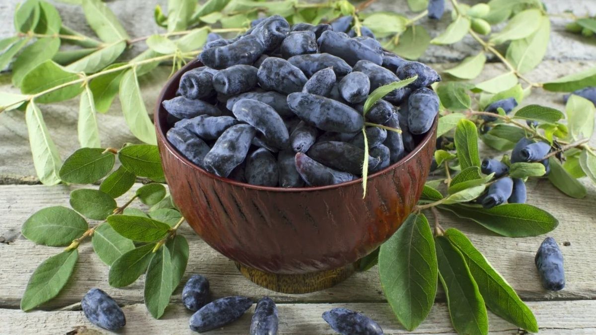 Жимолость: возвращение старого друга в ваши сады