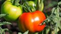 Как томаты стали сладкими и крупными благодаря секретной казахской подкормке