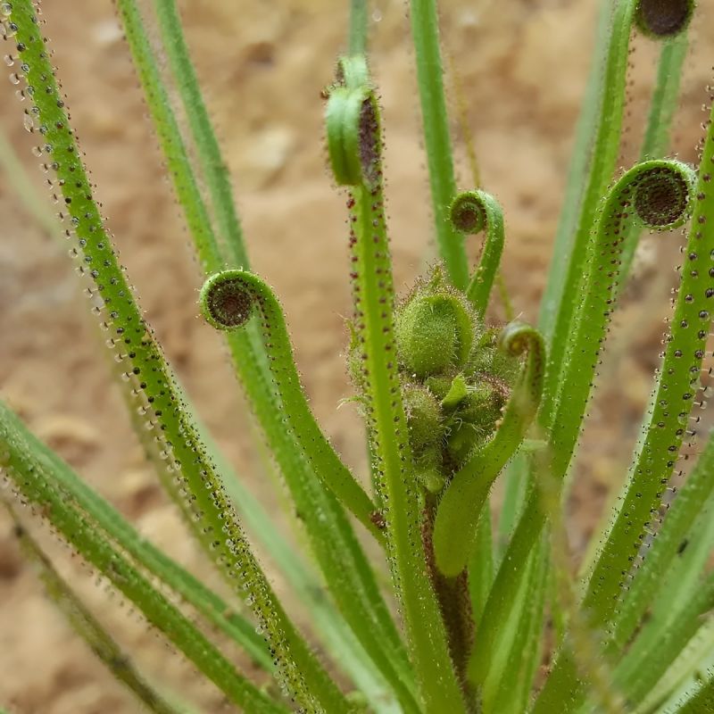 ���������� ��������: ������� ������� �������� �� ���������� ��������