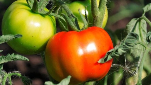 Как томаты стали сладкими и крупными благодаря секретной казахской подкормке