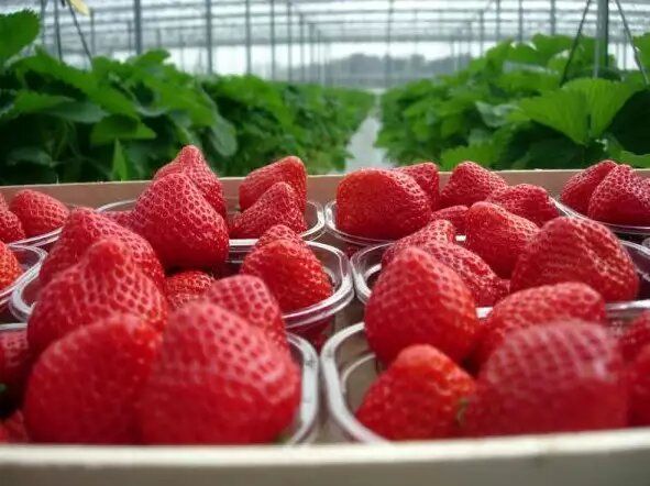 ��� ��� �������� ��������: ������� ��������� ������