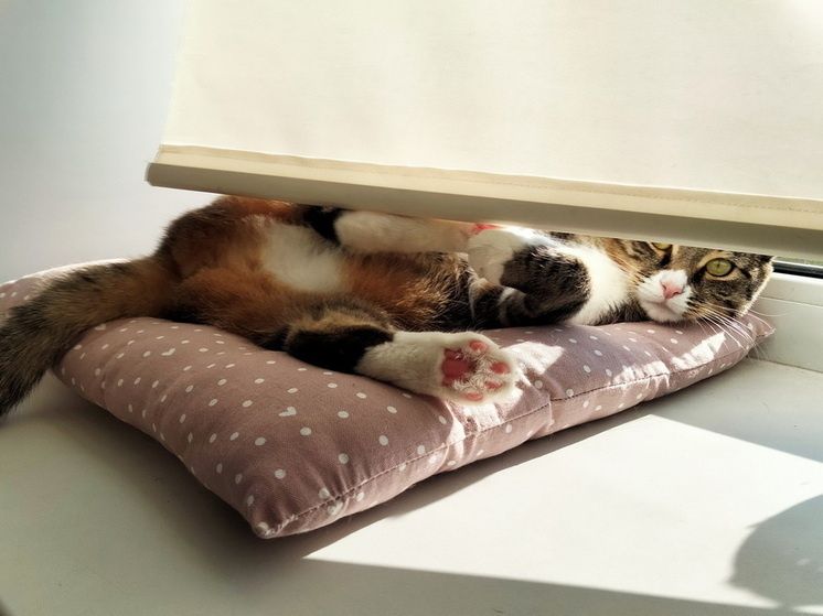 ��� ������� ����� ������� ����������� ������������: 7 ����������� ������� ��� �������� � ������