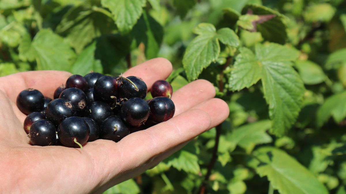 ��������� ������ ���������: ������ ������ �� ��������� � ����� ������