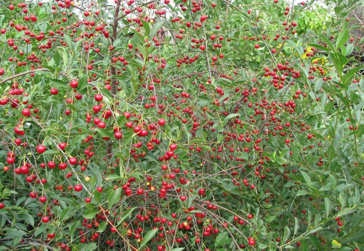 ����� �������: ������������ �������� � ����������� ����������