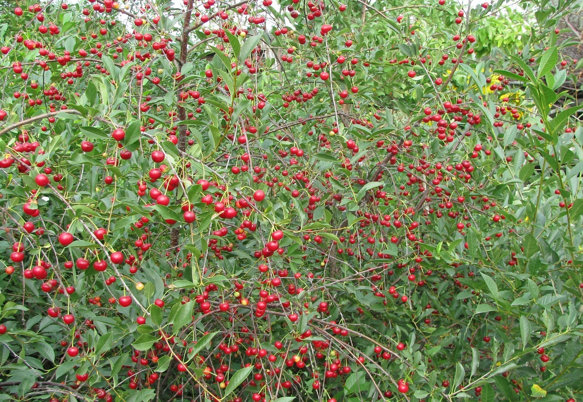 Вишня степная: удивительное растение с уникальными свойствами