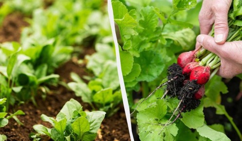 ����� ����� �����: ������ ��� �� ������� ��������� � ������ 2025 ����