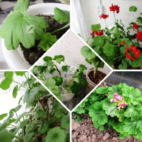 ����� ��������� ���������� �������� ����������