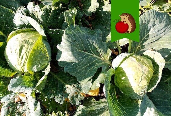 ��� ������� ������� ������ � ����������� ����� ������� ������