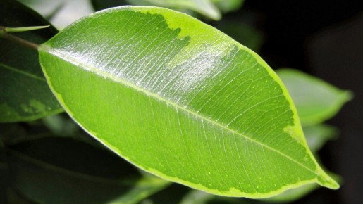 ��� ��������� ����� �����: 5 ���������������� ������, ������� ����� ��������