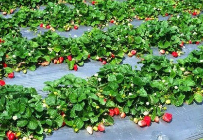 ������� ��������� ����������� ��������: ����� ������ � ��� ���������