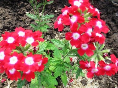 ������� ��������� ����������� �������: ������ ��� ���������