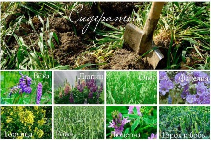 Как сидераты могут спасти урожай в теплице: советы и рекомендации