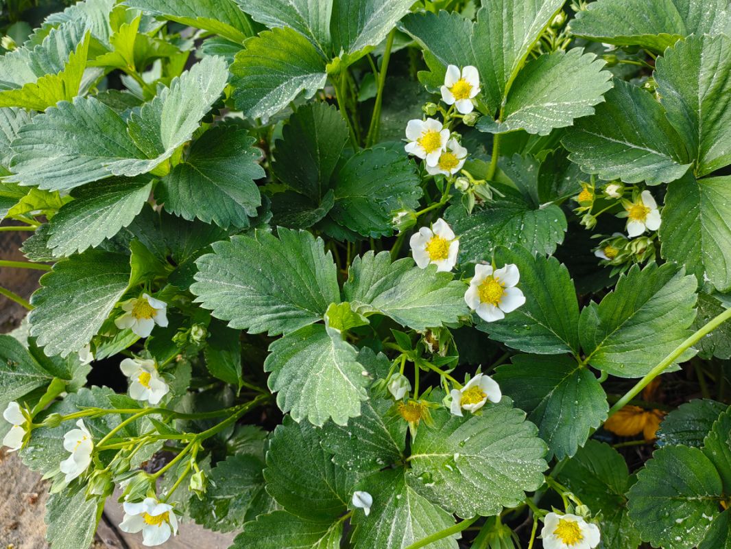 ��� ���������� �������� ������ ��������: ������ �� ��������� �� ����� ��������