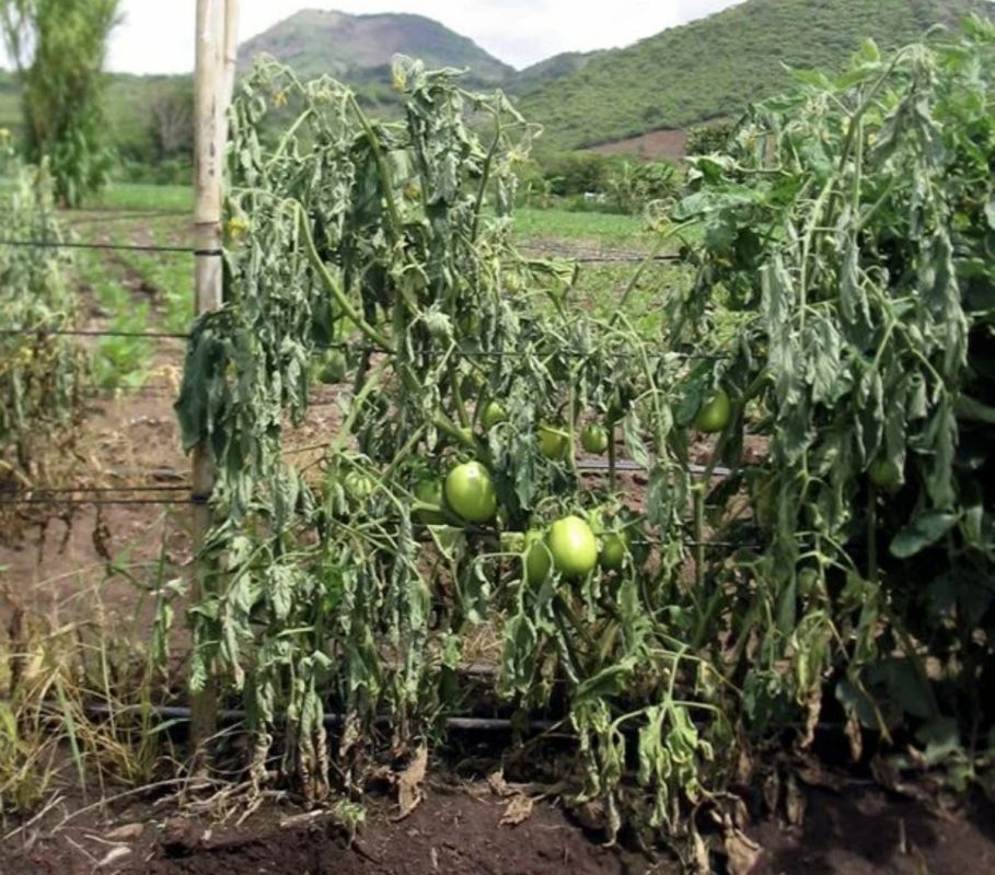 ��� ���������� ����������� �������� ������� � ������ ������