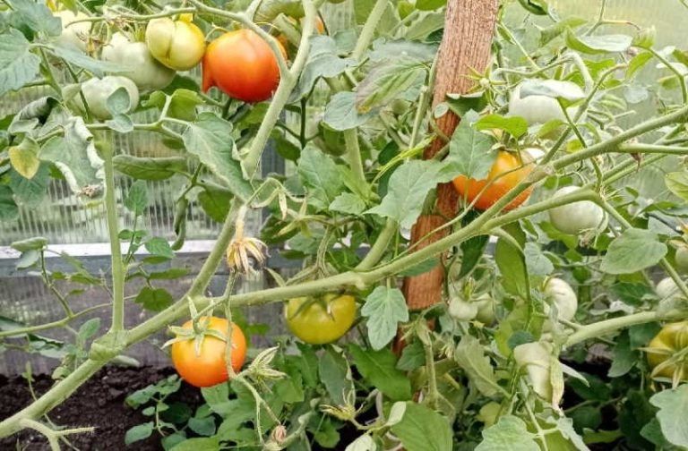 Идеальные сорта томатов для вяления в 2026 году