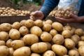 Минимальные закупочные цены на картофель: шаг к стабильности или риск для рынка?