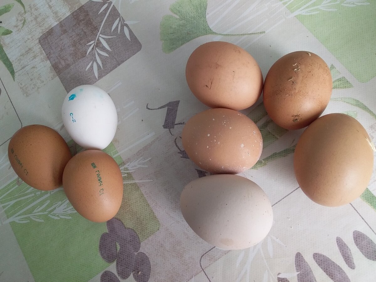 Сравнение домашних и магазинных яиц: чего ожидать?