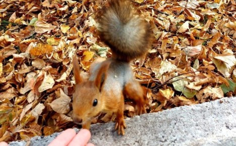 ������� ����� ���������: ��� �����, � ��� ������