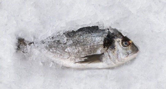 ����������� ��� ������������ ����: ��� �������� ��� ������ ��������?