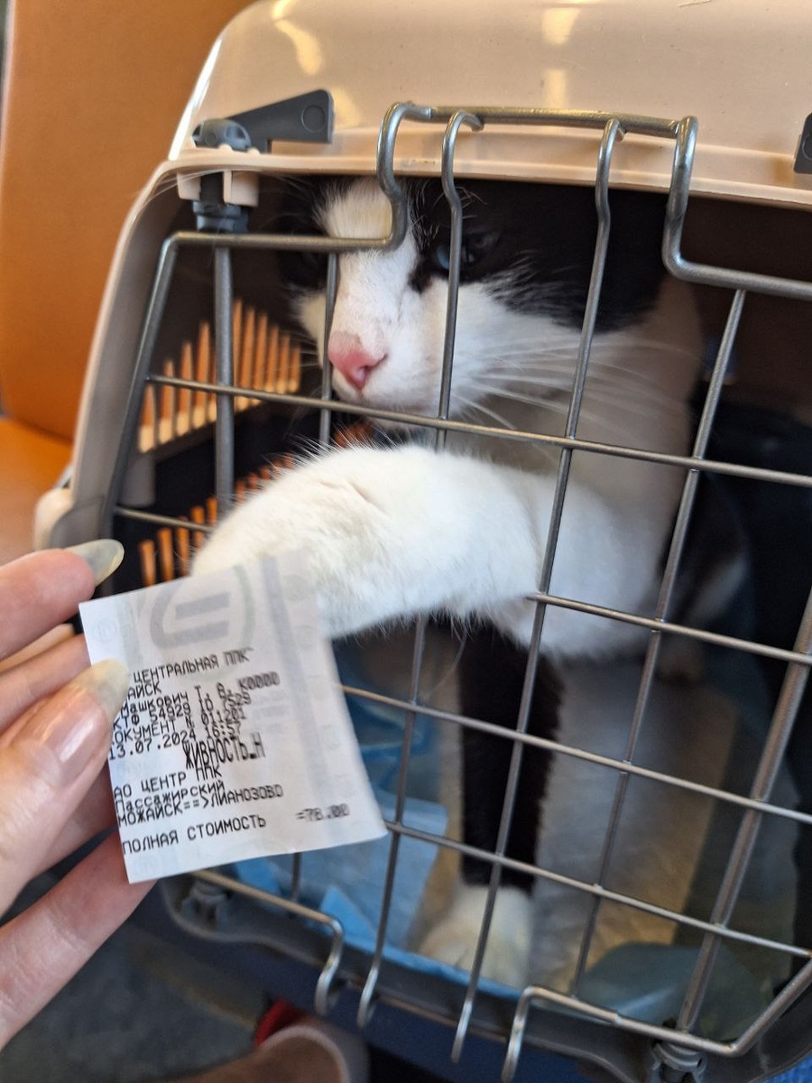 Летние кулинарные идеи для жарких выходных