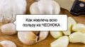 Как получить максимум из чеснока: секреты успешного употребления