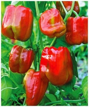 ����� �������: ��������� ������ � ����������� ������� � ������� ������