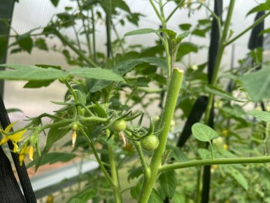 Как правильно вершковать томаты в августе