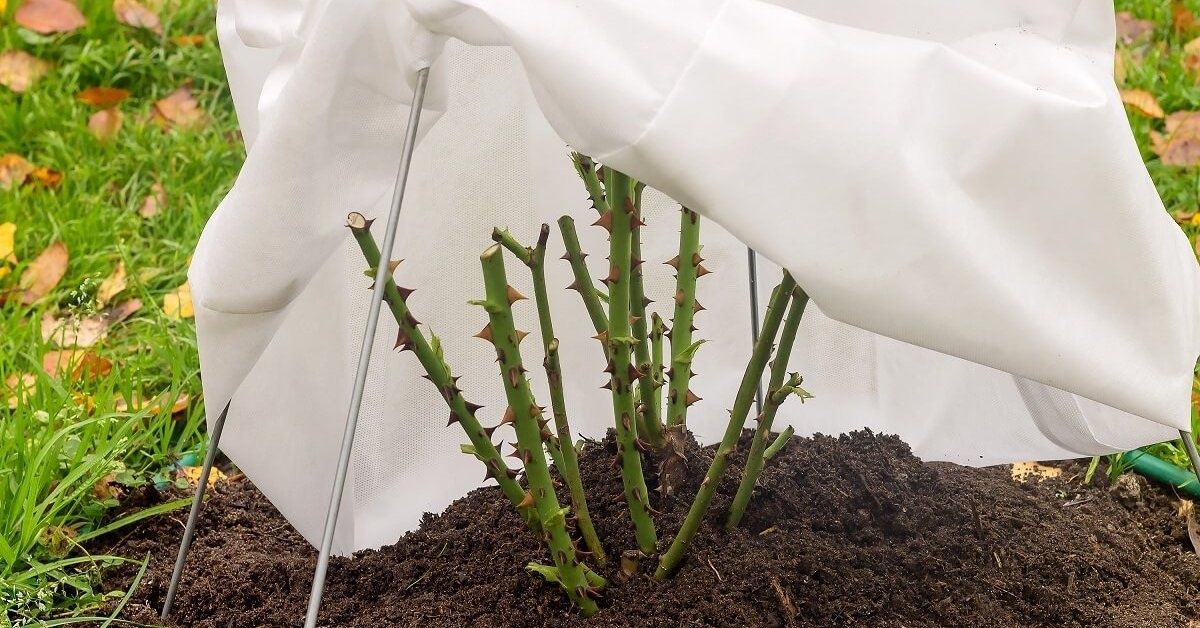 Как защитить растения от осенних заморозков: простые и эффективные решения