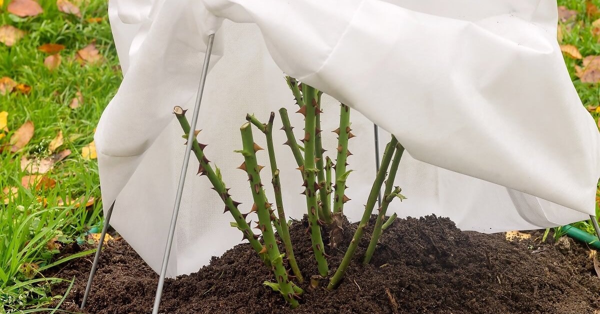 Как защитить растения от осенних заморозков: простые и эффективные решения
