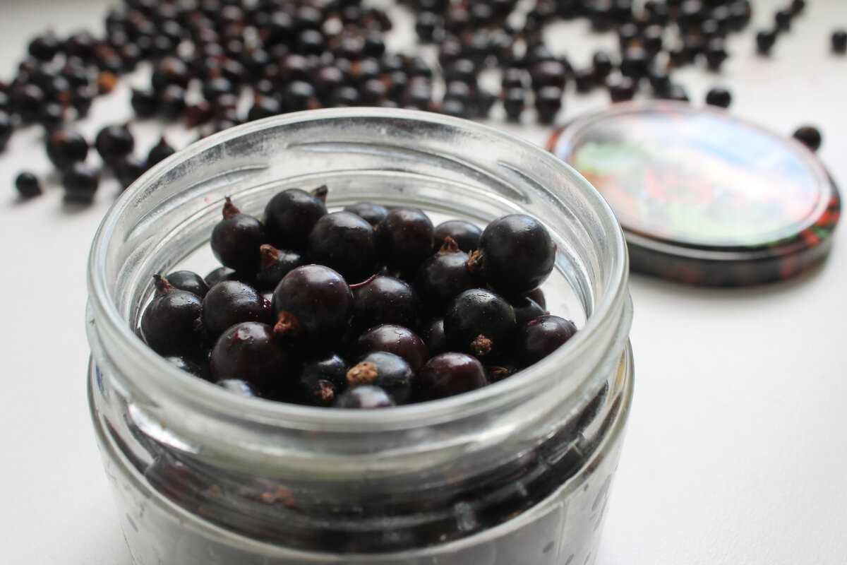Как сохранить черную смородину: простые рецепты и идеи для зимних заготовок