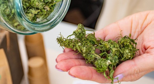 Чай из конопли: новый зимний тренд для здоровья и хорошего настроения