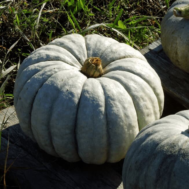 Тыква, которая хранится всю зиму: обзор лучших сортов