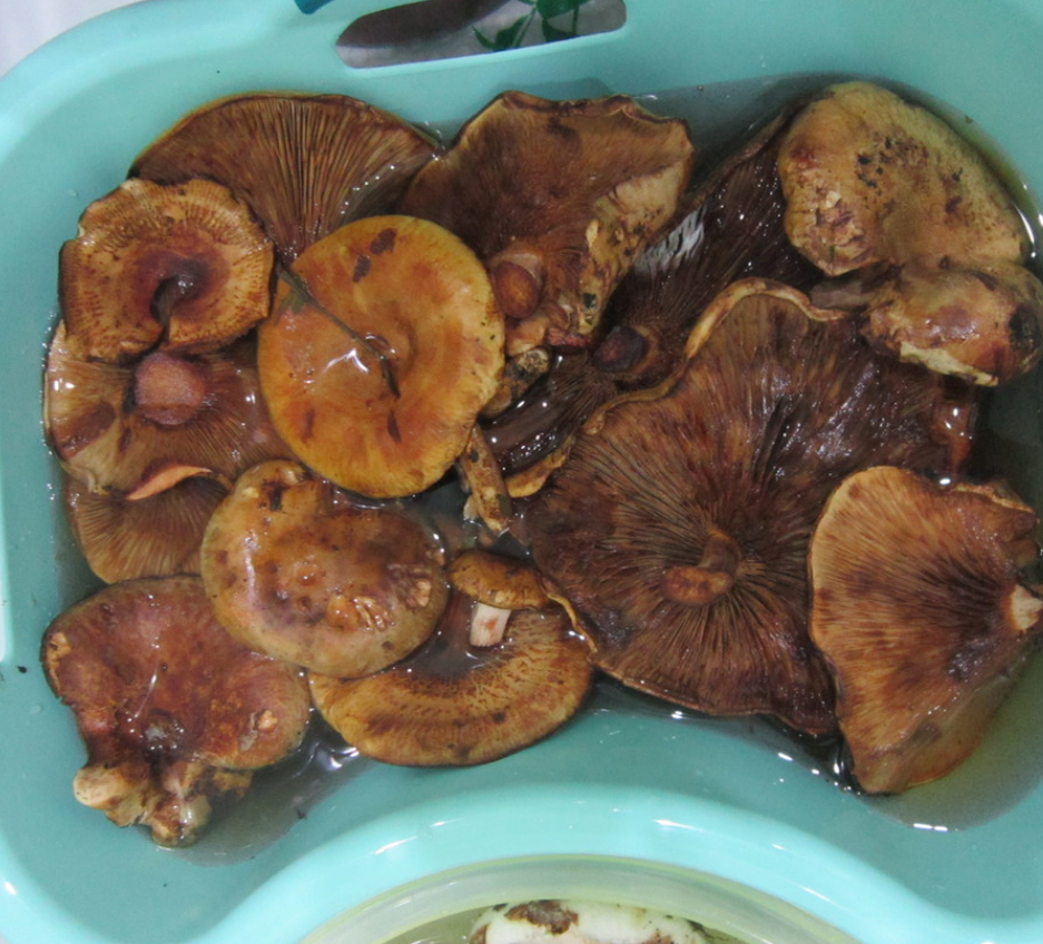 Свинушки: как правильно обработать и приготовить грибы без риска для здоровья