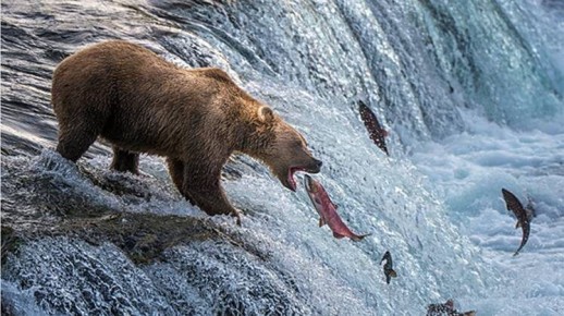 Вертикальная интеграция и технологии спасают аквакультуру в России