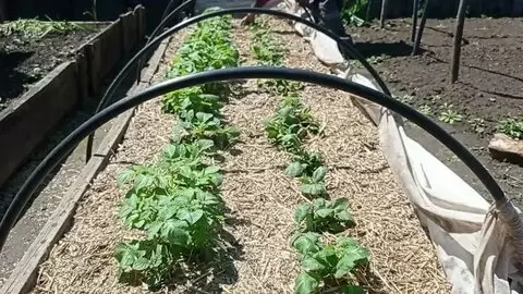 Посадка раннего картофеля в марте: как технологии агроволокна и соломы помогают получить урожай