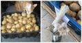 Кошки и картошка: идеальное сочетание, которое заставит вас улыбнуться