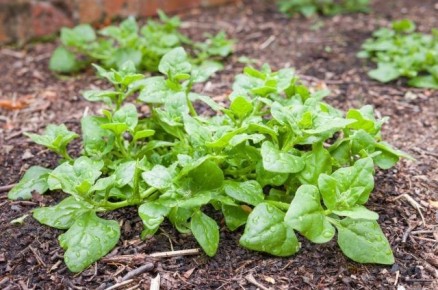 10 зелёных альтернатив шпинату, которые прекрасно растут в жару