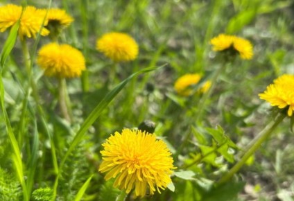 ������� ������� ���������: ����� ������� ��������� ��������� �����