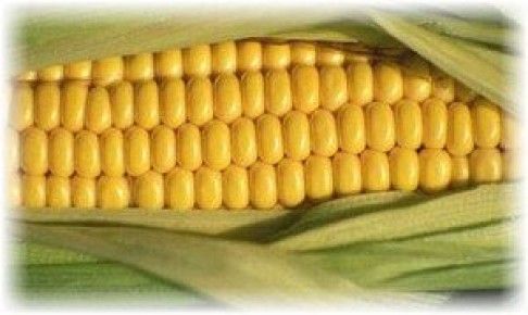 ��� ��������� �������� �� ����?