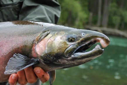 �����: ���������� ��� �������������� ������