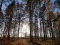Воспоминания о лесных пейзажах: конкурс без грибов
