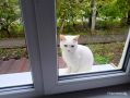 Как уютное утро с жареной картошкой и яйцами становится рутиной для заботливых хозяев