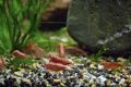 Как успешно разводить аквариумных креветок: советы новичкам